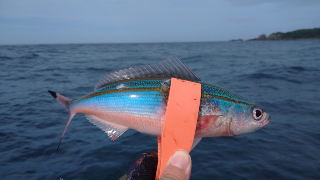 石垣島で釣れる魚 グルクン