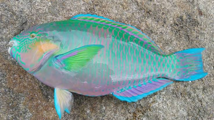 石垣島で釣れる魚　ブダイ