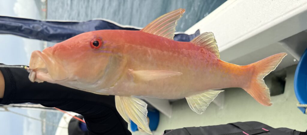石垣島で釣れる魚 オジサン